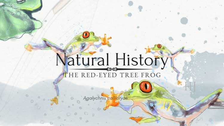 Red – Eyed Frog banner 3