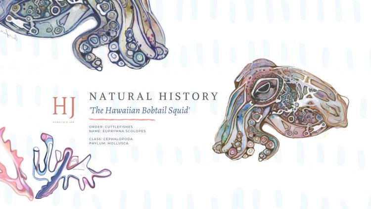 The Bobtail Squid – Banner 2